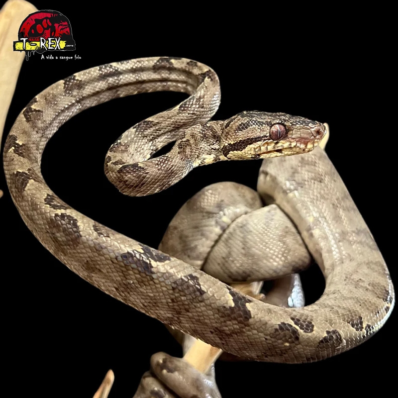 Corallus hortulanus Cobra Legalizada