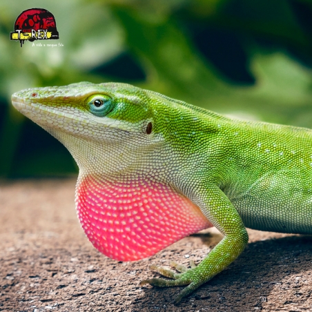 comprar Lagarto Anolis Legalizado