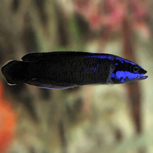 peixe marinho Pseudochromis springeri