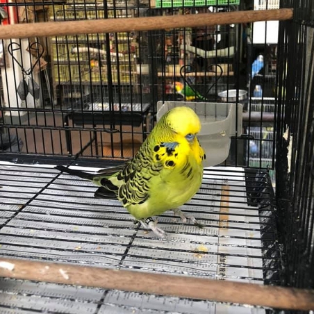 comprar Periquito Inglês Verde