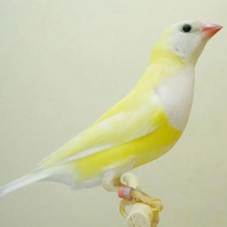 Diamante Gould Pastel