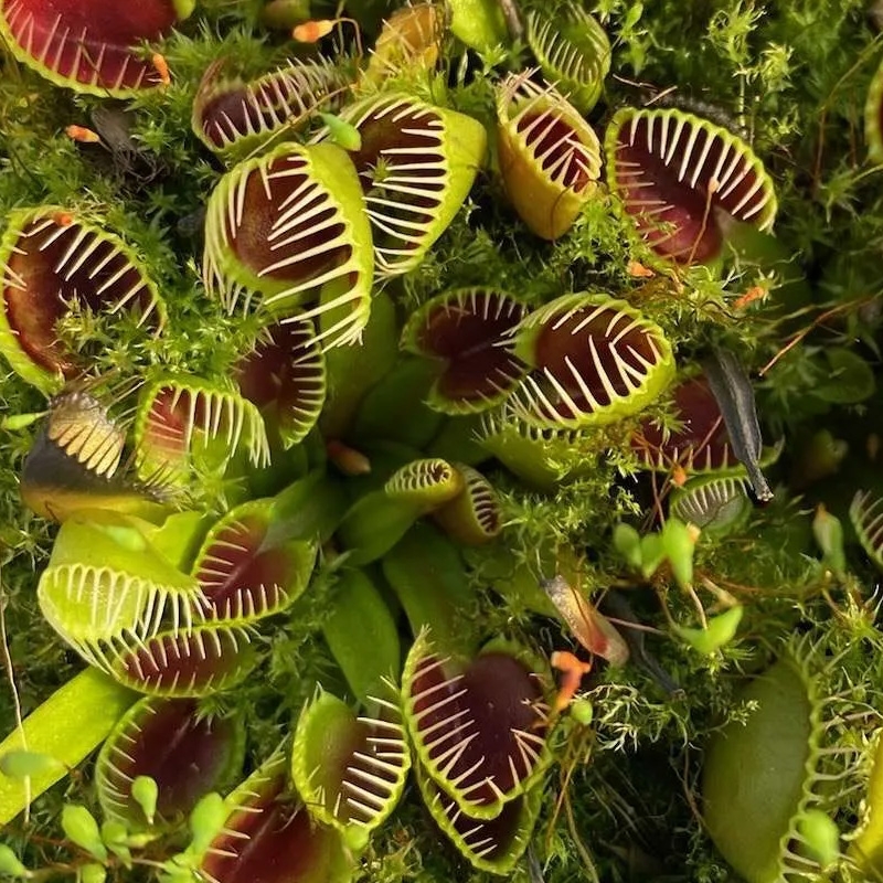 venda de planta carnívora dioneia cup trap