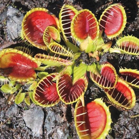 comprar uma planta carnívora dioneia cup trap