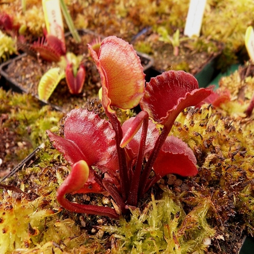 Planta Carnívora Dioneia ar Werewolf