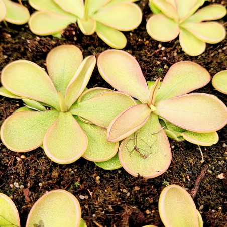 Planta Carnívora Pinguicula emarginata