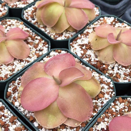 comprar Planta Carnívora Pinguicula sethos