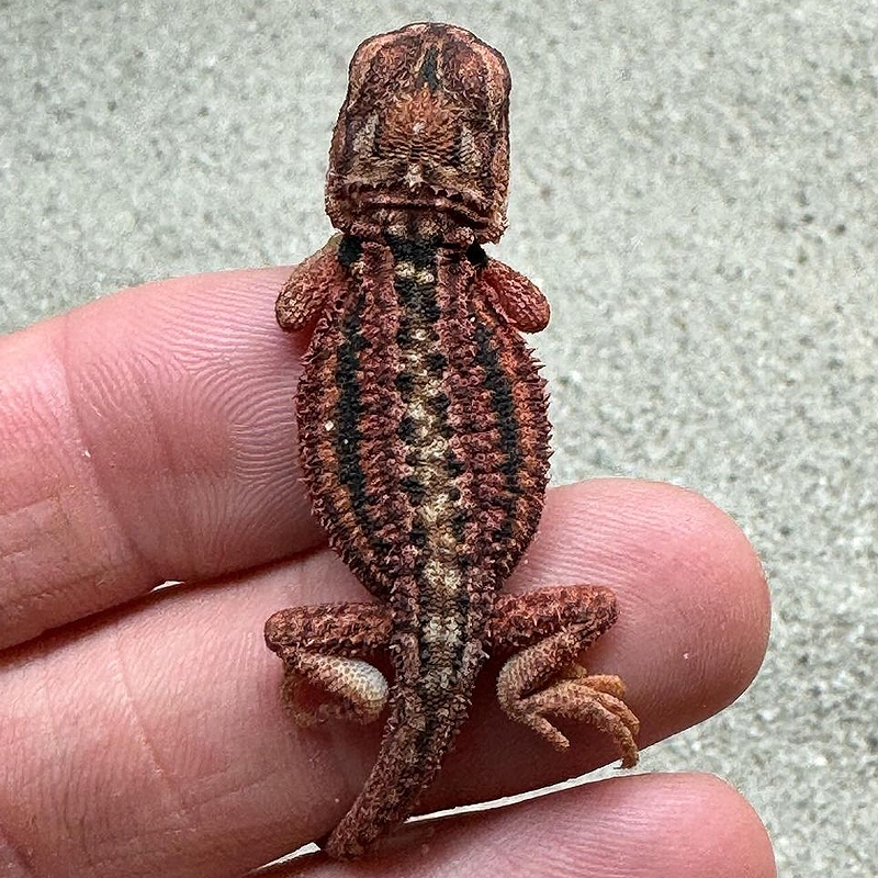 Filhote de Pogona legalizada