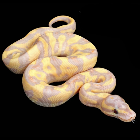 comprar Cobra Python