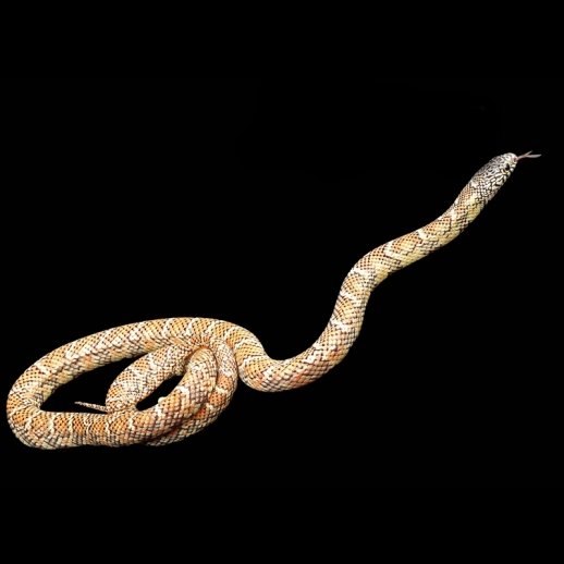 onde comprar cobra king snake
