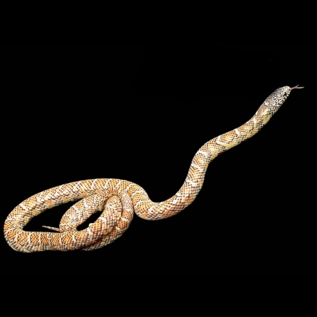 onde comprar cobra king snake