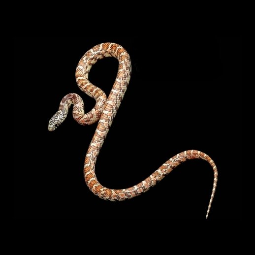 Cobra King Snake - Hypo Brooks