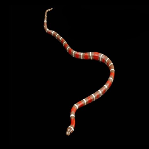 venda de cobra legalizada king snake
