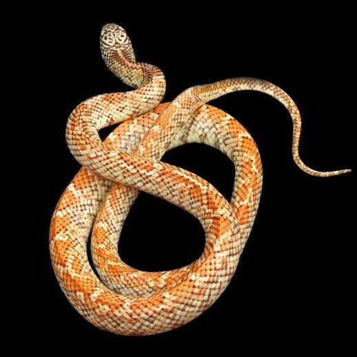 valor de cobra king snake