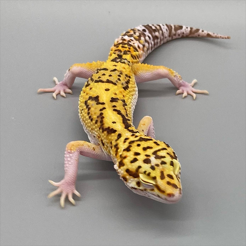 preco Leopard Gecko Legalizado