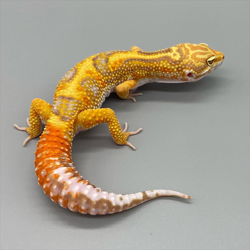 venda de leopard gecko brasil