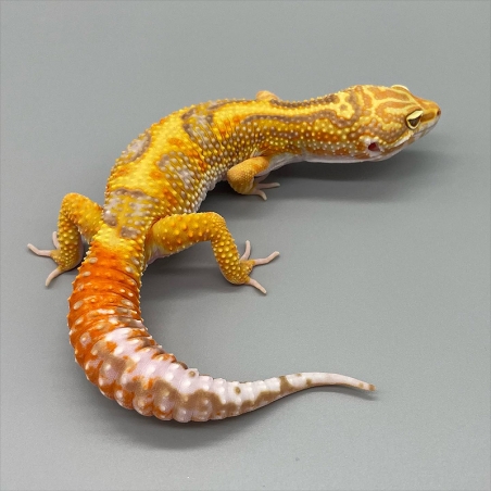 venda de leopard gecko brasil