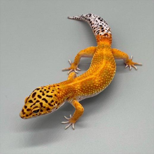 venda de gecko brasil