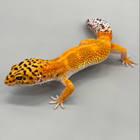 Leopard Gecko Legalizado