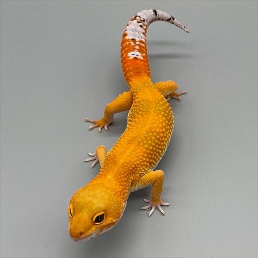 preço de gecko