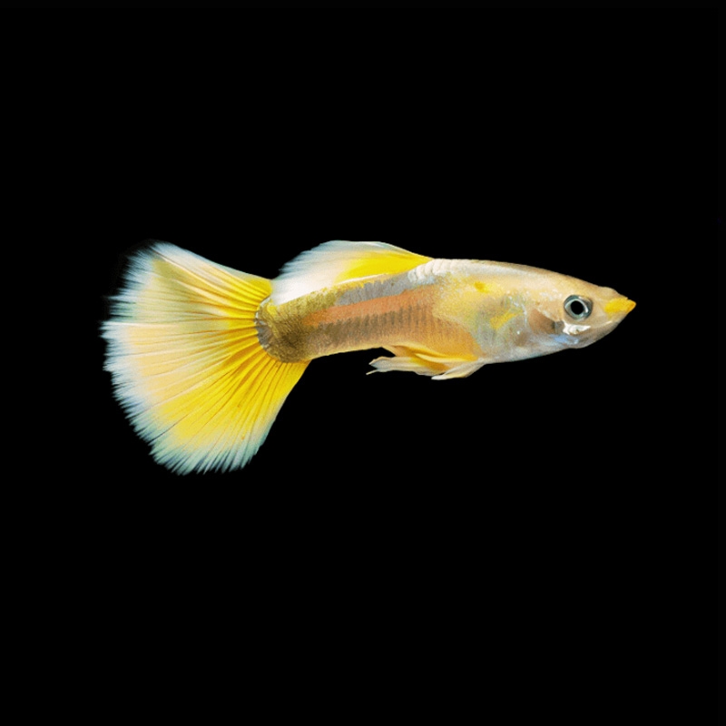 comprar Peixe Guppy Yellow Gold