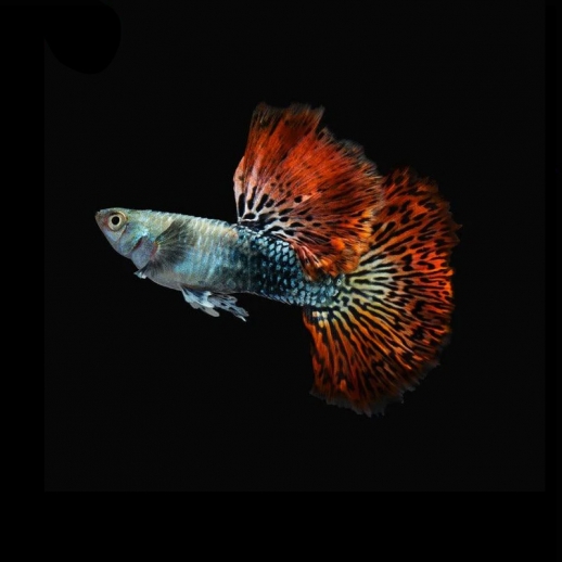 comprar peixe guppy red dragon