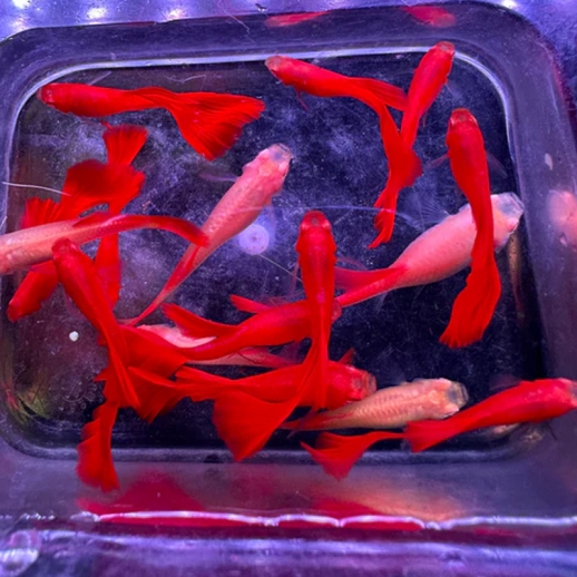 peixe guppy vermelho