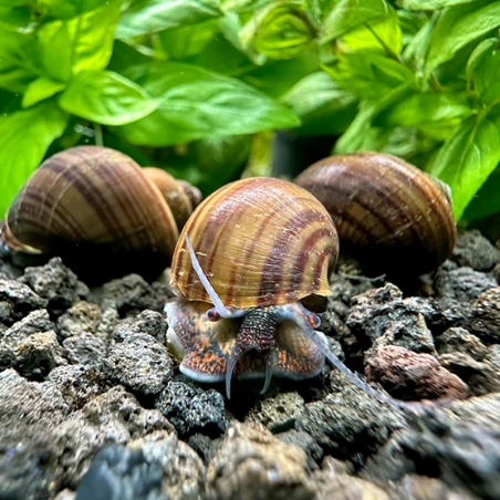 caramujos de aquário