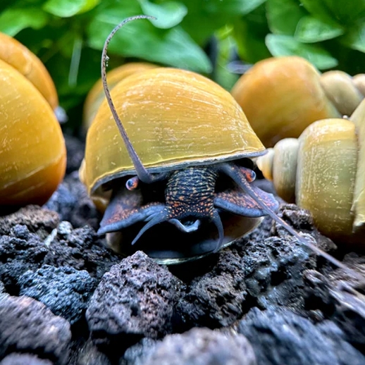 venda de caramujo ampularia