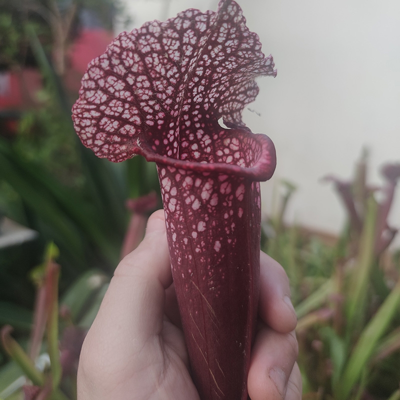 planta carnívora sarracenia vermelha