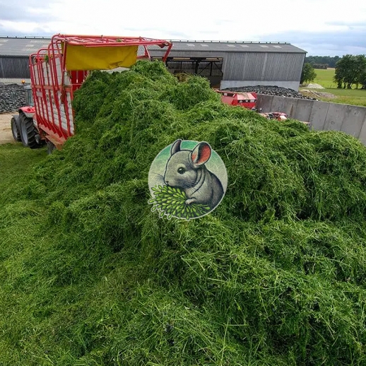 feno de alfafa chinchila