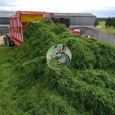 feno de alfafa chinchila