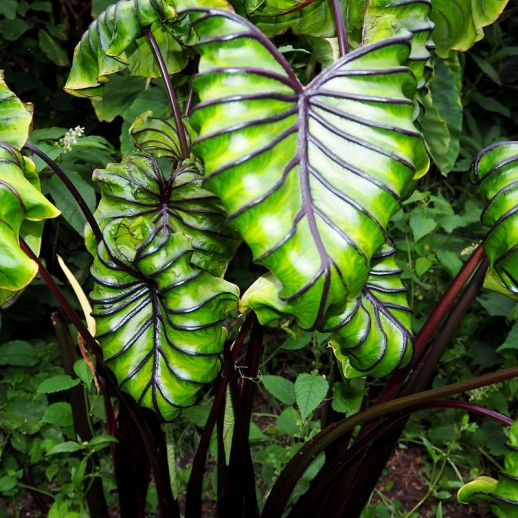 muda de planta pharao mask