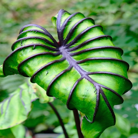 Comprar muda colocasia pharao mask