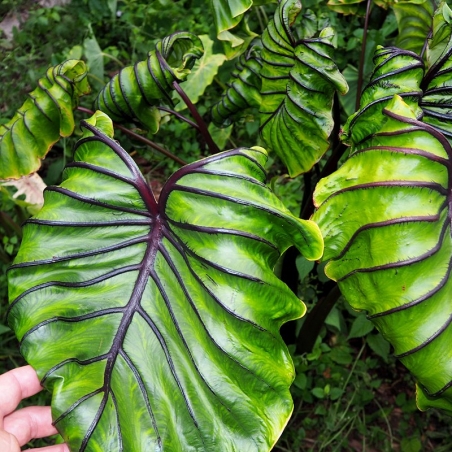 colocasia pharaohs mask