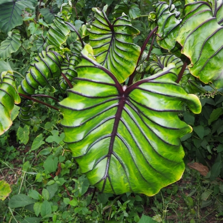 venda de muda de colocasia pharao mask