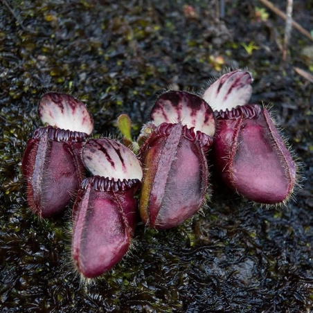 Planta Carnívora - Cephalotus follicularis Black