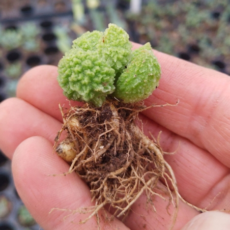 planta suculenta rara