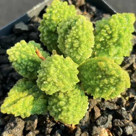 suculentas para colecionadores