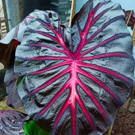 colocasia de coleção