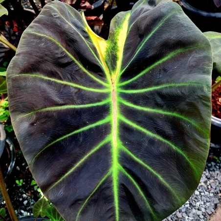 preço de planta colocasia