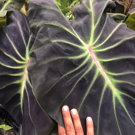 comprar muda de colocasia