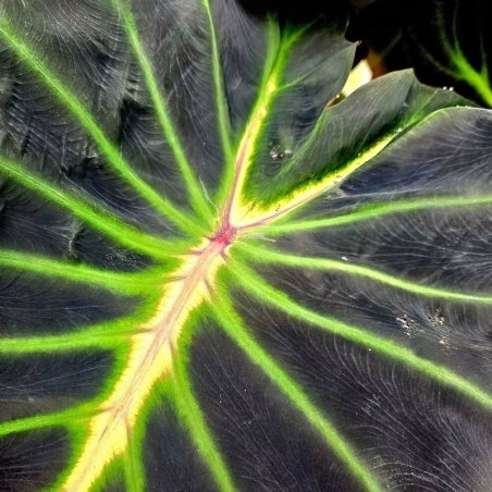 planta colocasia