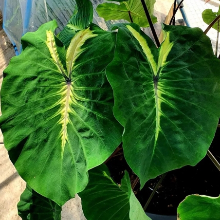 comprar colocasia rara