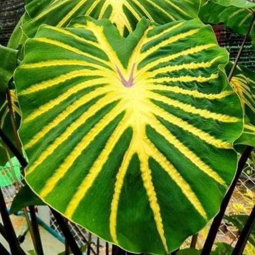 preço de colocasia jade magma