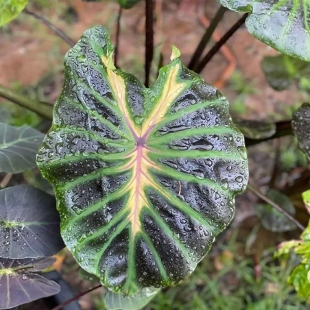 colocasia Tossakan