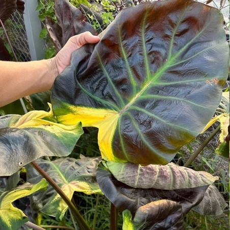 comprar colocasia colorida