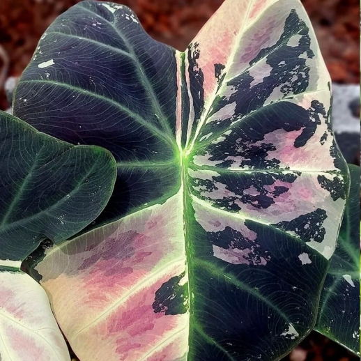 comprar colocasia rara
