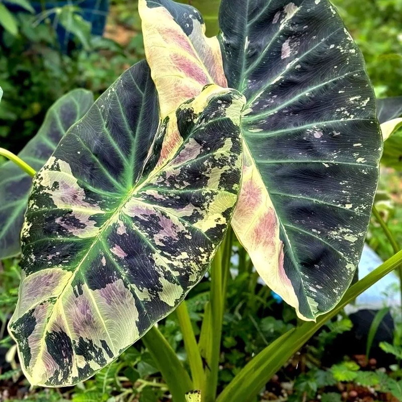colocasia rosa