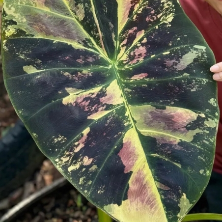 colocasia Mangosteen