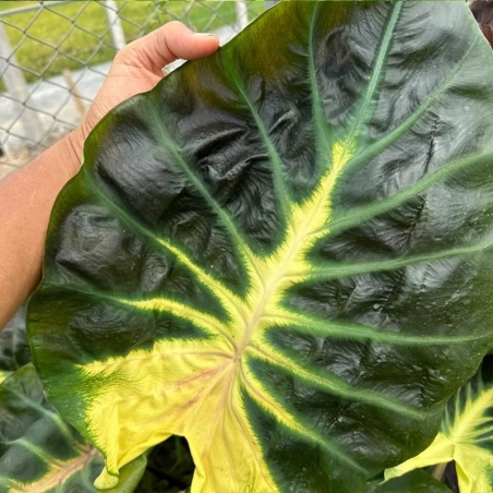 preço de colocasia verde e amarela